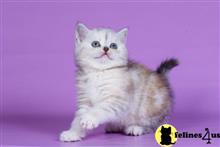 scottish fold kitten posted by ScottishFoldUSA