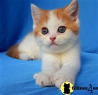 scottish fold kitten posted by ScottishFoldUSA