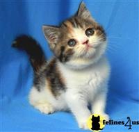 scottish fold kitten posted by ScottishFoldUSA