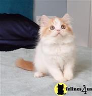 scottish fold kitten posted by ScottishFoldUSA