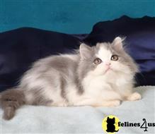 scottish fold kitten posted by ScottishFoldUSA