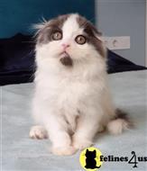 scottish fold kitten posted by ScottishFoldUSA