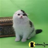 scottish fold kitten posted by ScottishFoldUSA