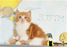 scottish fold kitten posted by ScottishFoldUSA