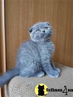 scottish fold kitten posted by ScottishFoldUSA