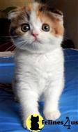 scottish fold kitten posted by ScottishFoldUSA