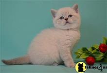 scottish fold kitten posted by ScottishFoldUSA