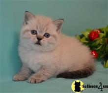scottish fold kitten posted by ScottishFoldUSA