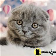 scottish fold kitten posted by ScottishFoldUSA