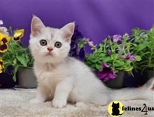 scottish fold kitten posted by ScottishFoldUSA