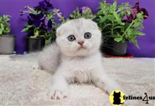 scottish fold kitten posted by ScottishFoldUSA