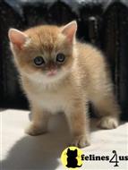 scottish fold kitten posted by ScottishFoldUSA