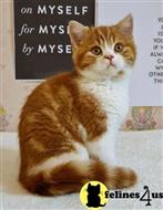 scottish fold kitten posted by ScottishFoldUSA