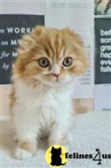 scottish fold kitten posted by ScottishFoldUSA