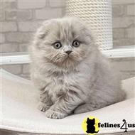 scottish fold kitten posted by ScottishFoldUSA