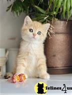 scottish fold kitten posted by ScottishFoldUSA