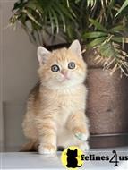 scottish fold kitten posted by ScottishFoldUSA