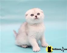 scottish fold kitten posted by ScottishFoldUSA