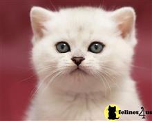 scottish fold kitten posted by ScottishFoldUSA