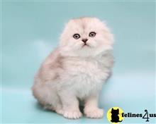 scottish fold kitten posted by ScottishFoldUSA