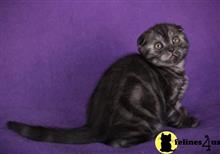 scottish fold kitten posted by ScottishFoldUSA