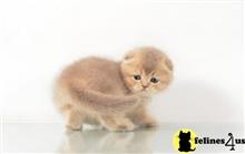 scottish fold kitten posted by ScottishFoldUSA
