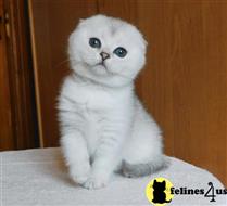 scottish fold kitten posted by ScottishFoldUSA