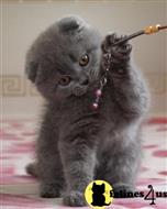 scottish fold kitten posted by ScottishFoldUSA