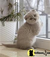 scottish fold kitten posted by ScottishFoldUSA