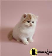 scottish fold kitten posted by ScottishFoldUSA