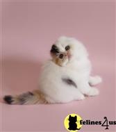 scottish fold kitten posted by ScottishFoldUSA
