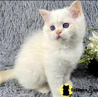 scottish fold kitten posted by ScottishFoldUSA