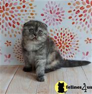 scottish fold kitten posted by ScottishFoldUSA