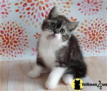 scottish fold kitten posted by ScottishFoldUSA