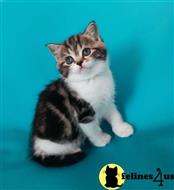 scottish fold kitten posted by ScottishFoldUSA