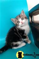 scottish fold kitten posted by ScottishFoldUSA