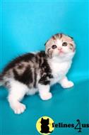 scottish fold kitten posted by ScottishFoldUSA
