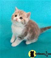 scottish fold kitten posted by ScottishFoldUSA
