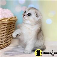 scottish fold kitten posted by ScottishFoldUSA