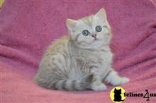 scottish fold kitten posted by ScottishFoldUSA