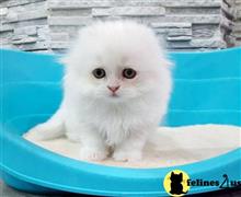 scottish fold kitten posted by ScottishFoldUSA