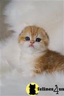 scottish fold kitten posted by ScottishFoldUSA