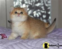 scottish fold kitten posted by ScottishFoldUSA