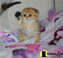 scottish fold kitten posted by ScottishFoldUSA