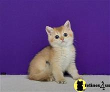 scottish fold kitten posted by ScottishFoldUSA