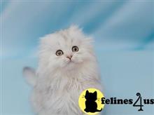 scottish fold kitten posted by ScottishFoldUSA