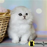 scottish fold kitten posted by ScottishFoldUSA