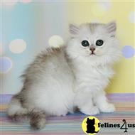 scottish fold kitten posted by ScottishFoldUSA