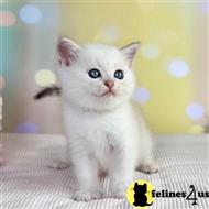 scottish fold kitten posted by ScottishFoldUSA