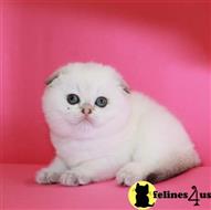 scottish fold kitten posted by ScottishFoldUSA